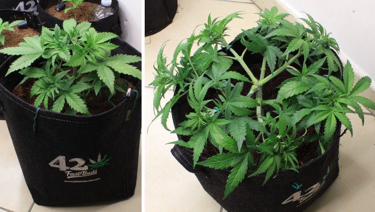 Cream Cookies Auto cannabis strain: mid veg | weeks 3-4 | a compact low-profile plant with branches spred flat and some fan leaves removed