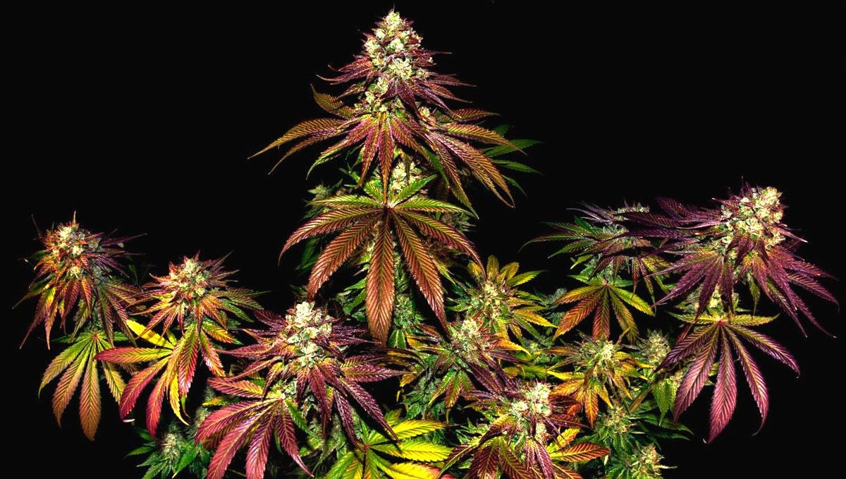 15 Best Strains for Male Arousal in 2022 Fast Buds