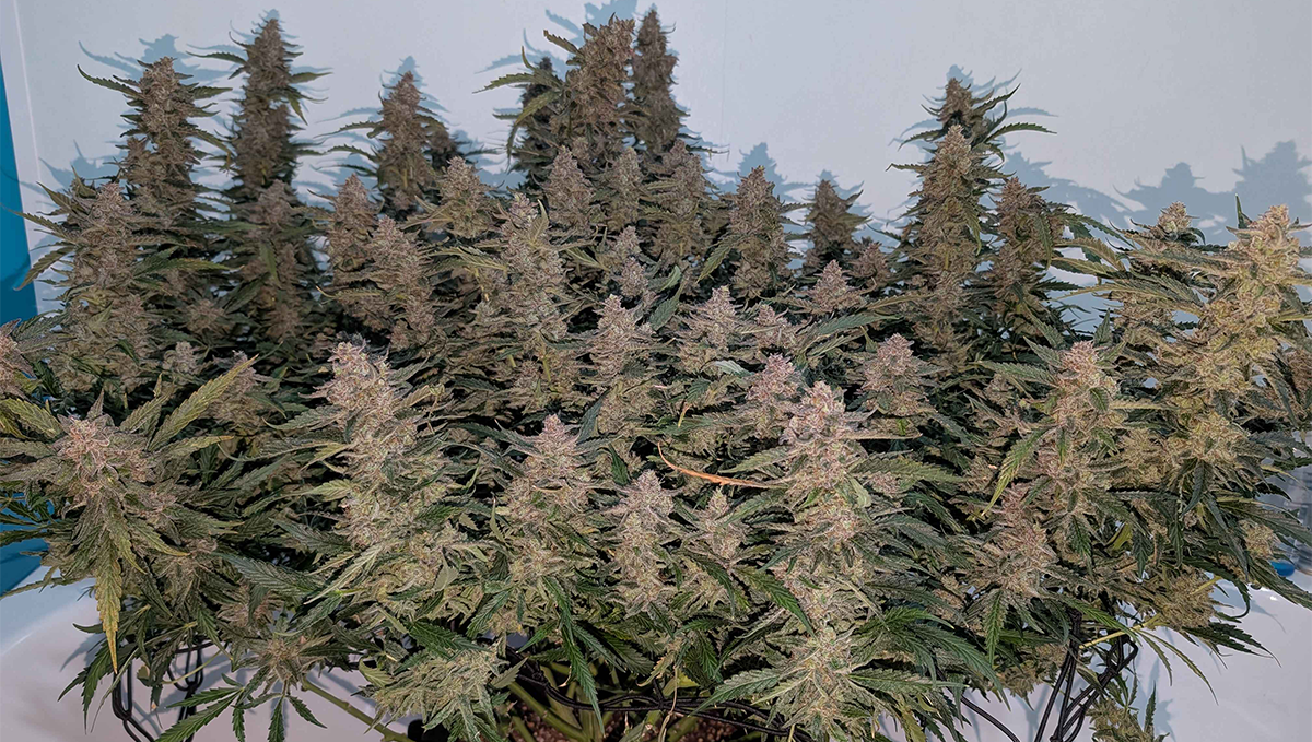 @kagytee'nin Forbidden Runtz Auto'sunun temiz ve kendinden emin fotoğrafı, güçlü yapısıyla.