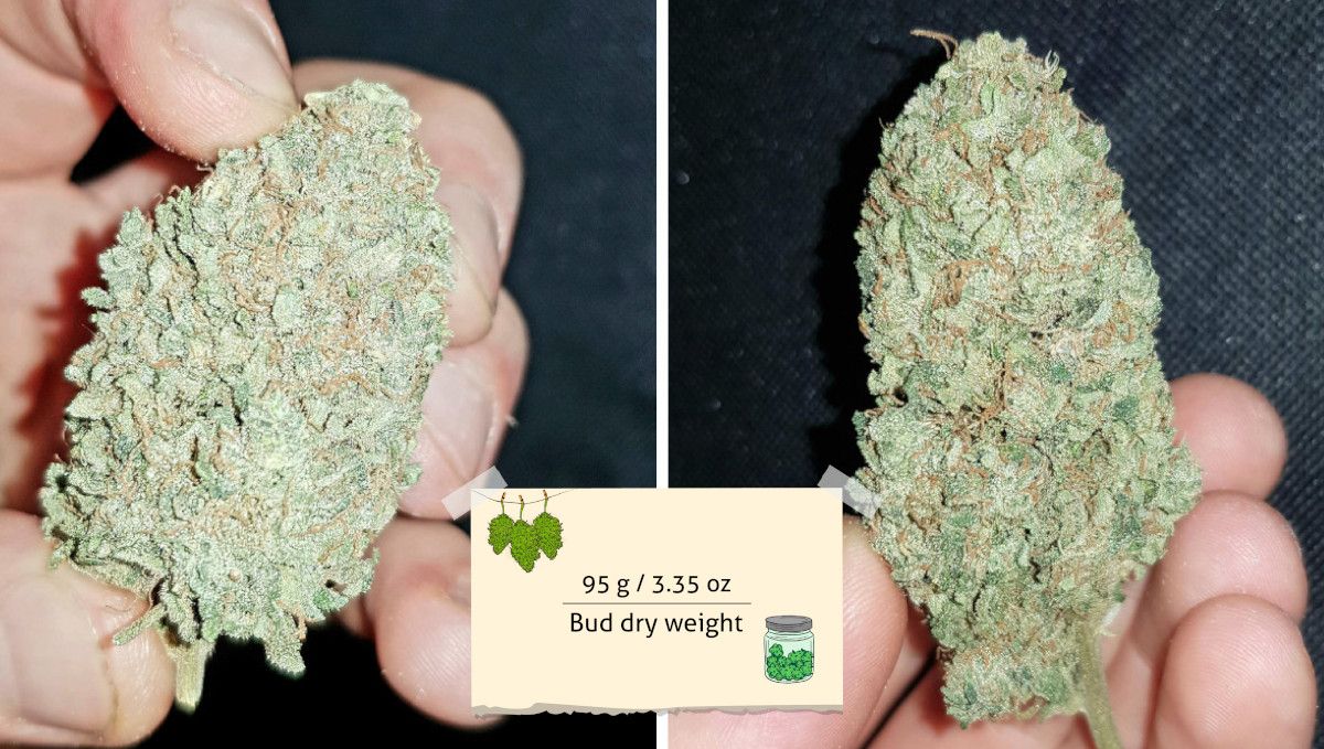 Watermelon Z Auto cannabis strain: harvest | a grower's fingers as he's showing well-trimmed firm marijuana buds