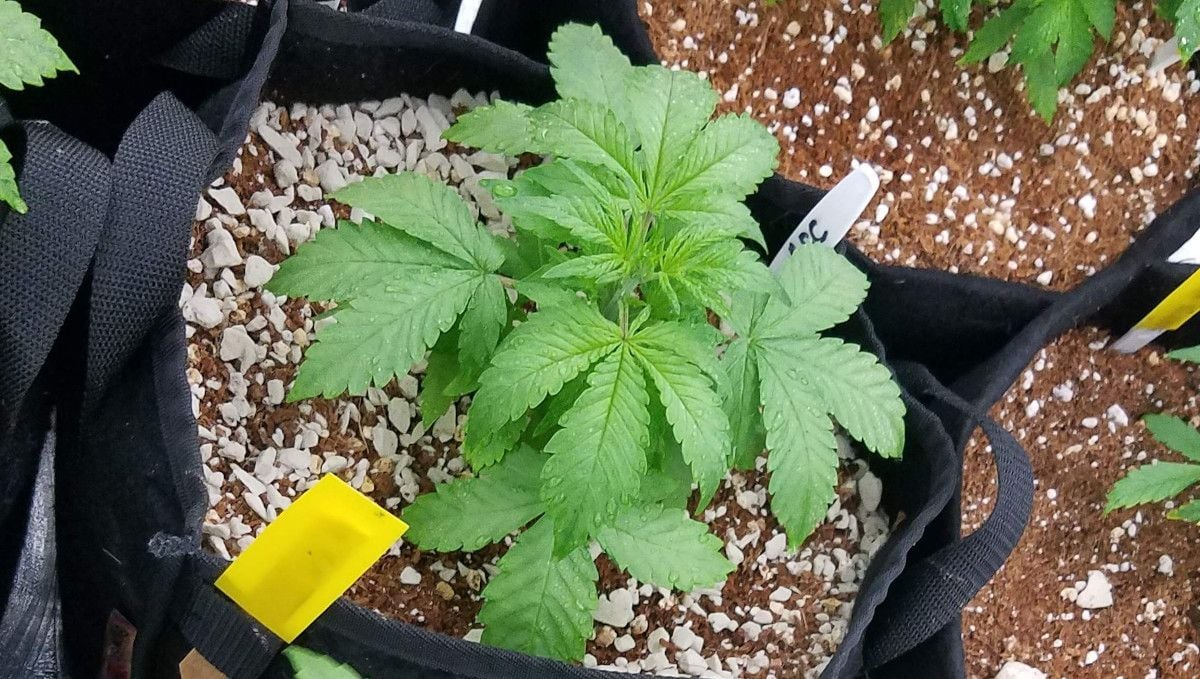 LSD-25 Auto cannabis strain: early veg | week 2 | an indoor autoflower with slightly drooping leaves shown right after a 'shower'