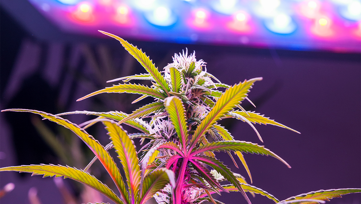 What Light Cycle is Best for Autoflowers? | Fast Buds