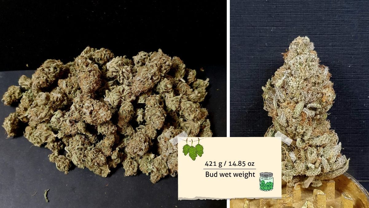 Tropicana Cookies FF cannabis strain: yield | a small heap of dry buds and one of them impinged on top of grinder teeth