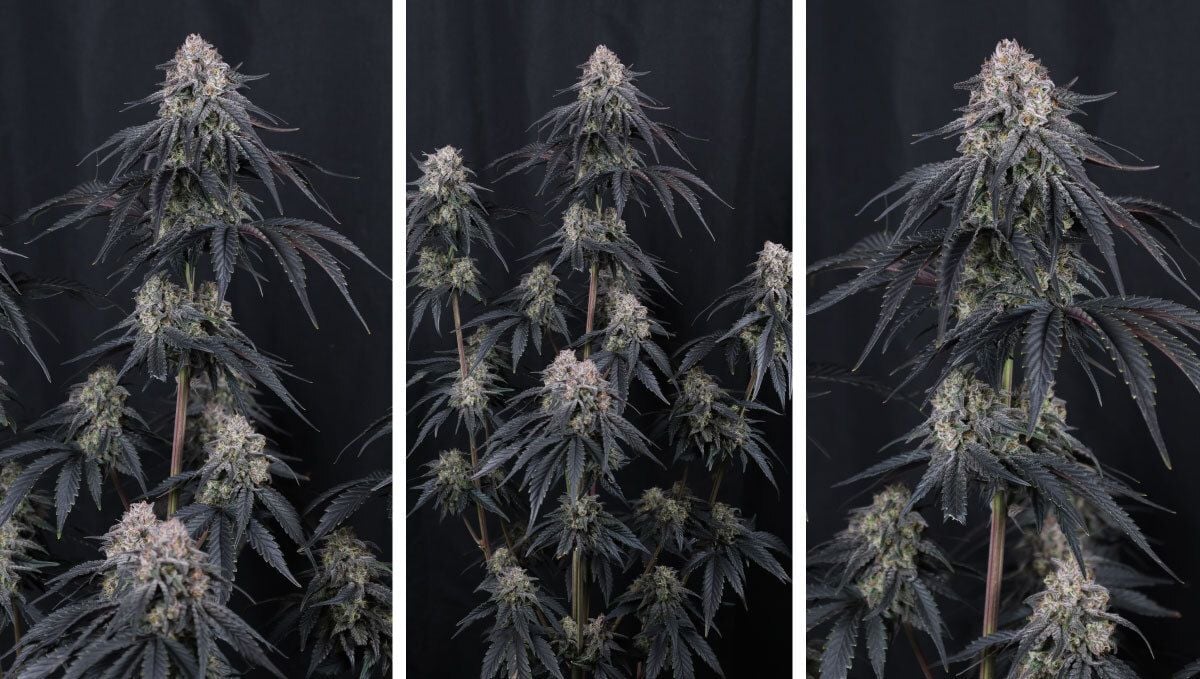 Mango Frost Auto