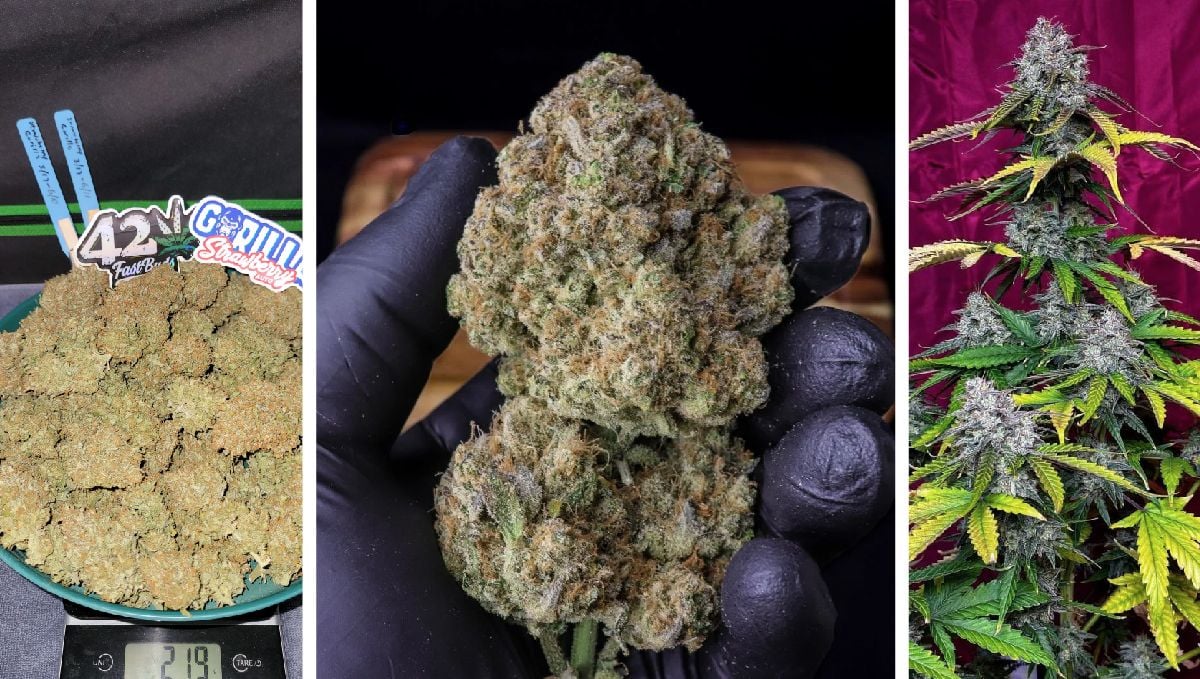 Strawberry Gorilla Auto harvest pics