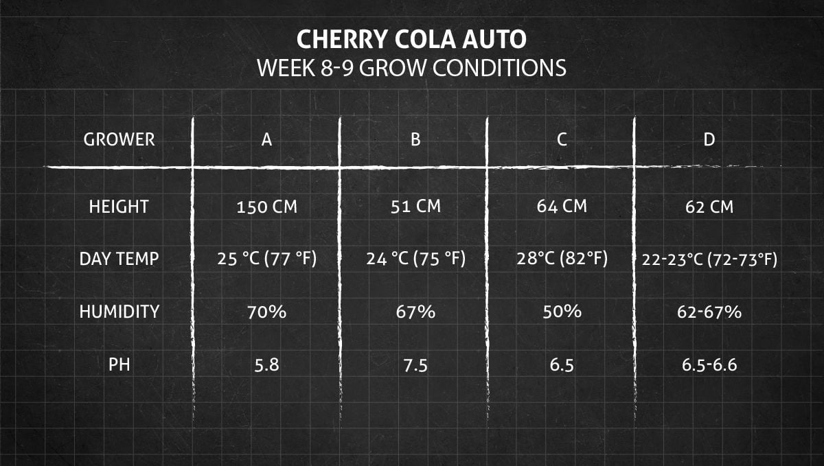 Cherry Cola Auto cannabis strain: weeks 8-9 grow conditions