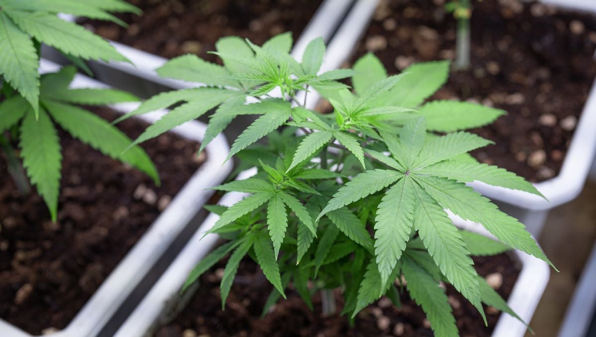 How to Compost and Make Super Soil for Cannabis Plants Fast Buds