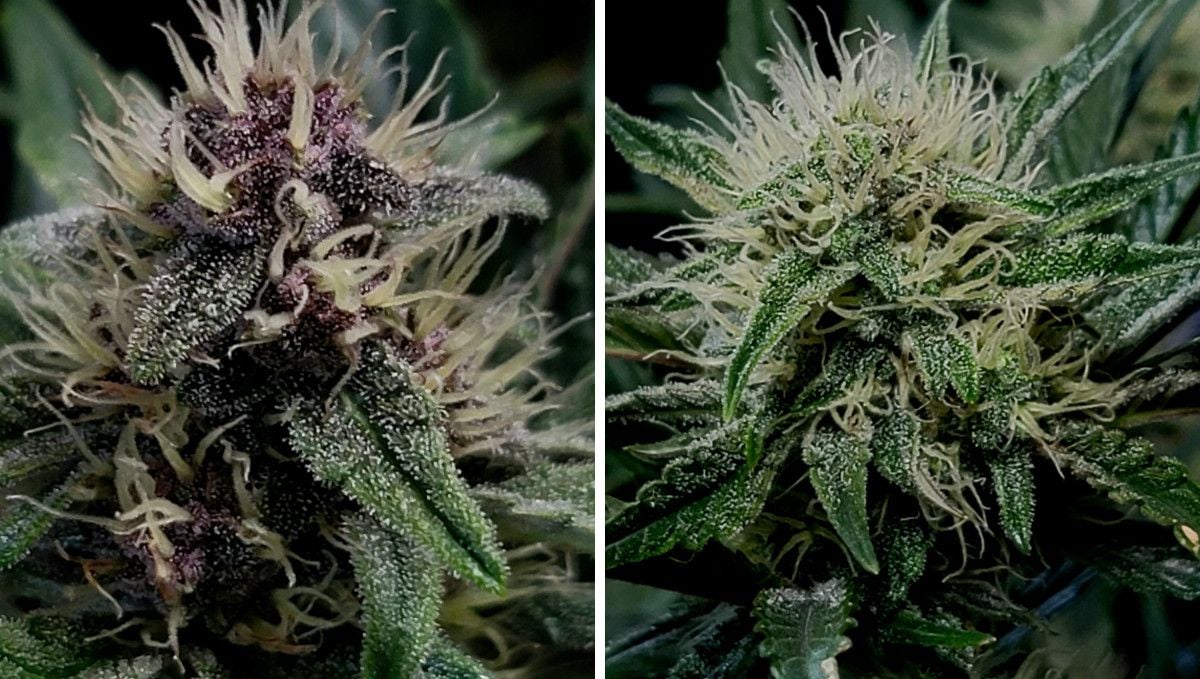 Purple Punch Auto Cannabis Strain Week-by-Week Guide: Two closeups of marijuana flowers with white pistils and first trichomes on calyxes and sugar leaves