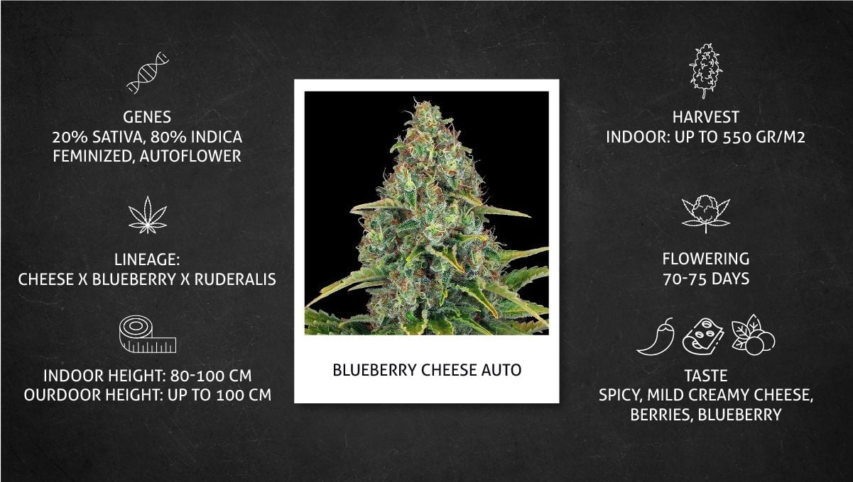 Blueberry Cheese Auto Cannabis Strain Week-by-Week Guide | Fast Buds