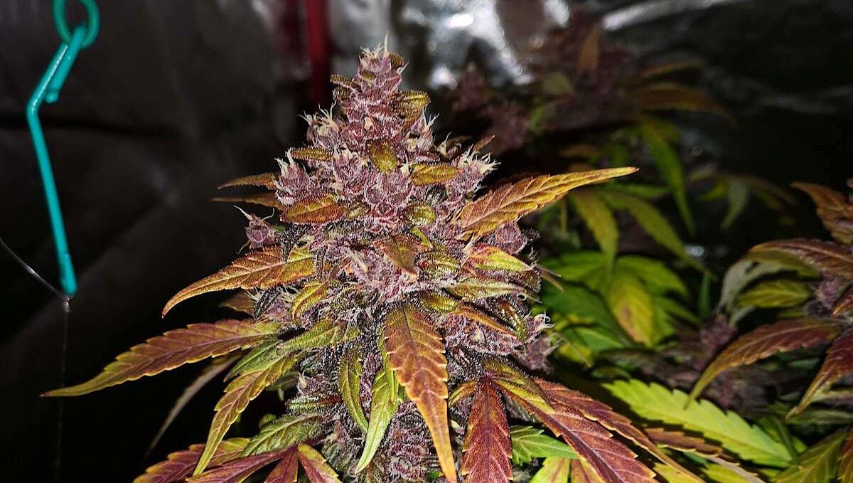 Blackberry Auto cannabis strain: ripening and harvest | weeks 10 | a closeup of a marijuana bud with purple calyces and multi-colored trim leaves Blackberry Auto cannabis strain: ripening and harvest | weeks 10 | a closeup of a marijuana bud with purple calyces and multi-colored trim leaves