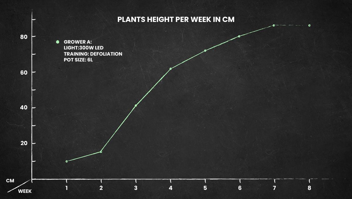 Critical Auto Cannabis Strain: height chart