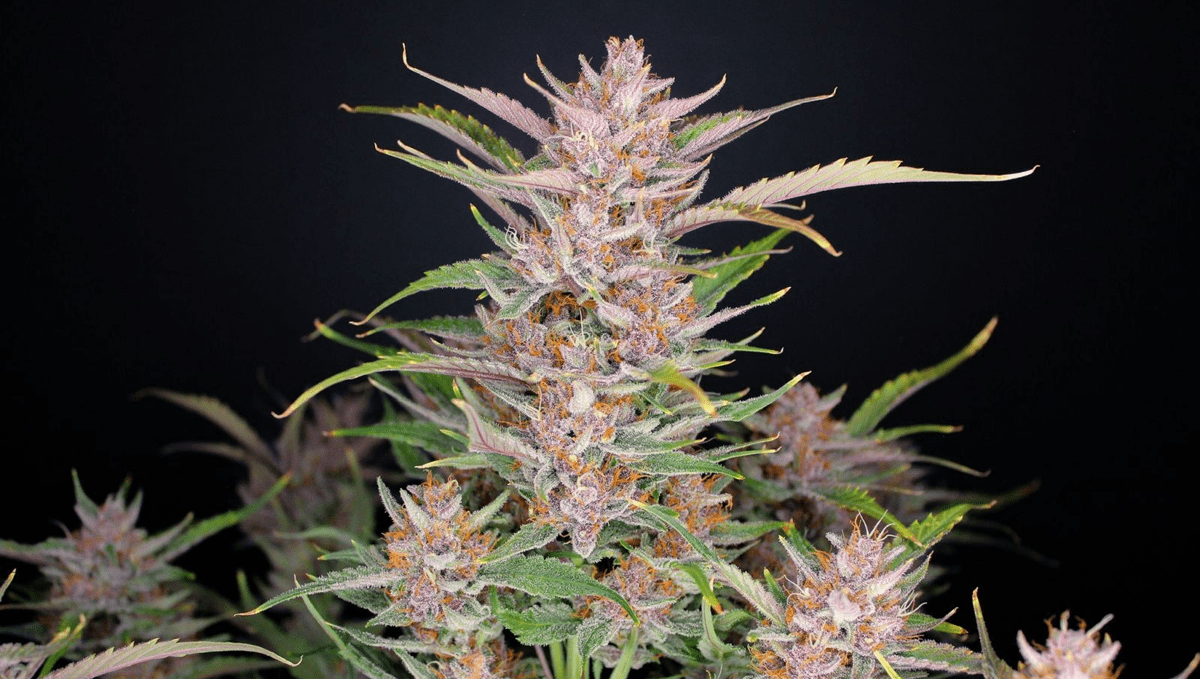 Top 5 der besten autoflowering Sorten für Konzentration: Gorilla Punch Auto