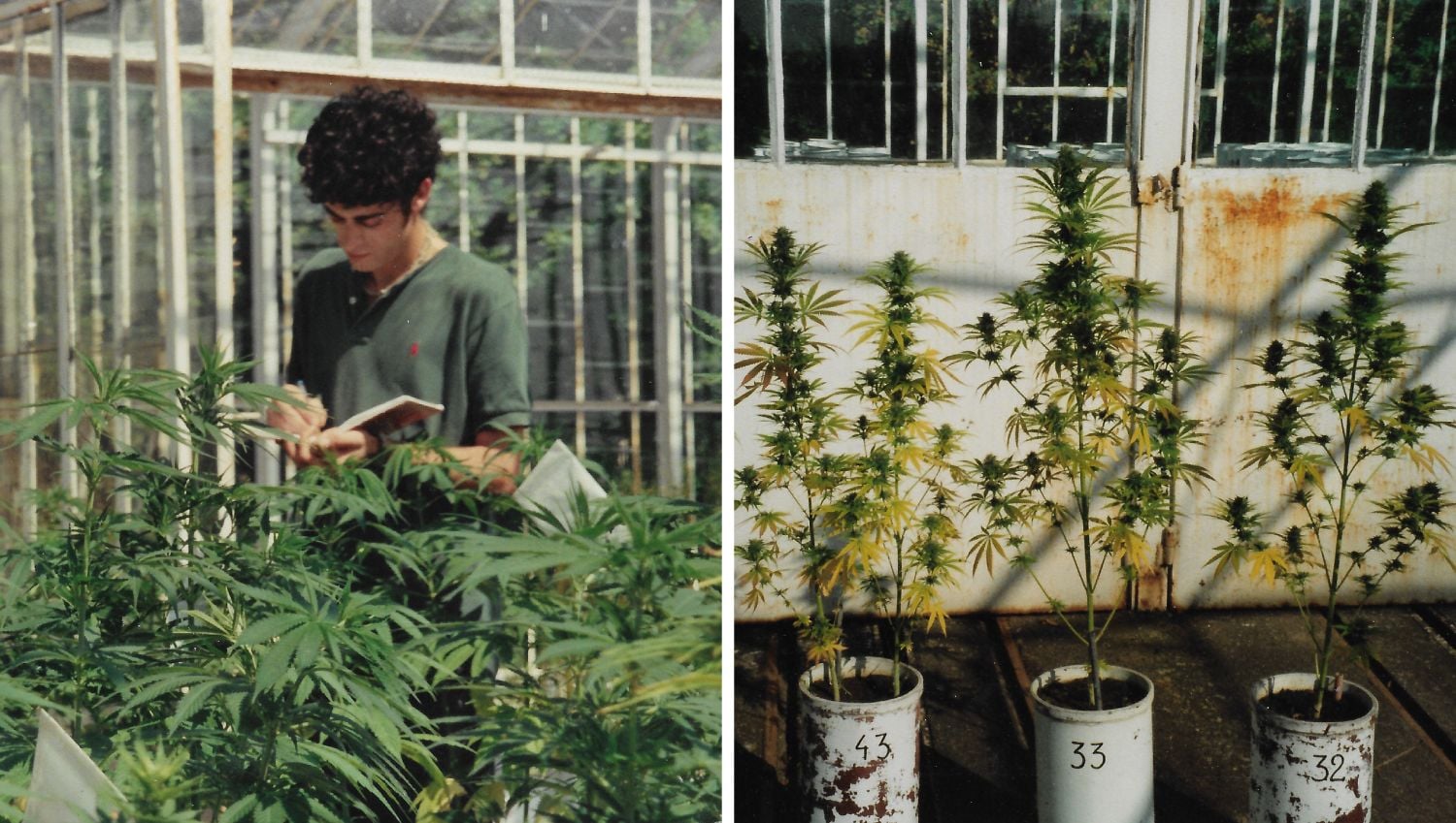 Sasha's time studying hemp in Poland, 1996. Sasha's time studying hemp in Poland, 1996.