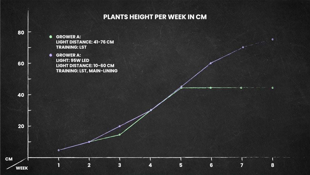 Auto Mazar cannabis strain: height chart for the whole life cycle
