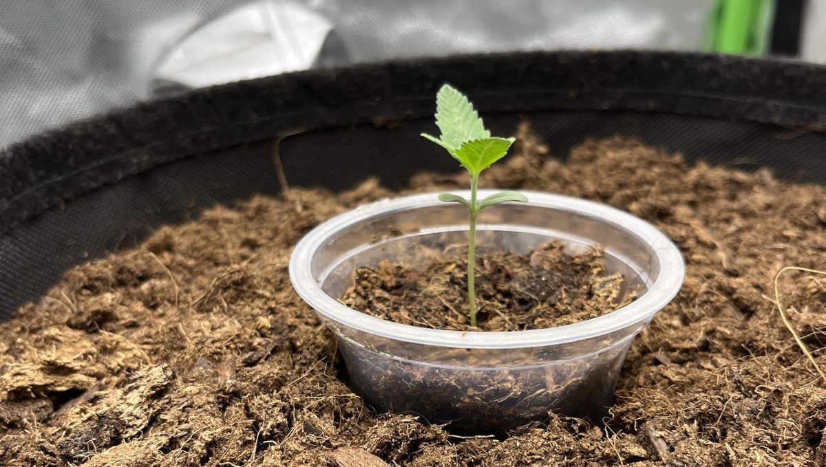 Amnesia Z Auto cannabis strain: germination and seedling stage | week 1 : a seedling that was started in a transparent solo cup and transferred into a bigger container