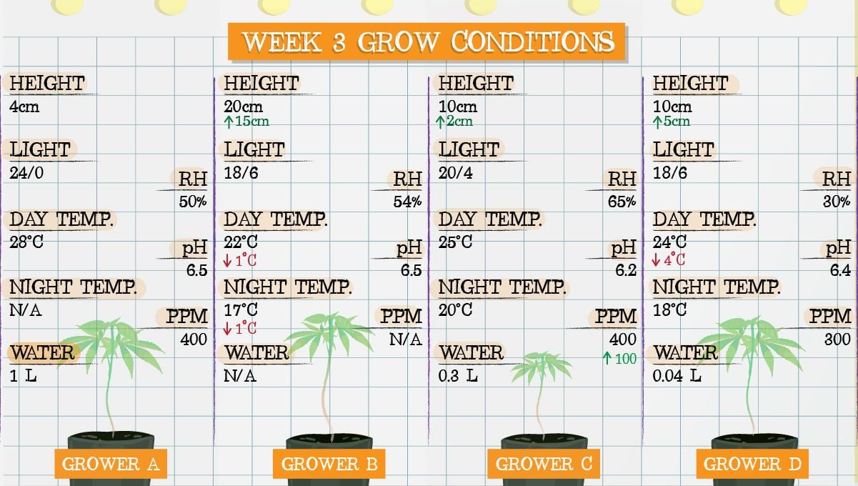 Forbidden Runtz Auto Cannabis Strain Week-by-Week Guide: Week 3 grow conditions