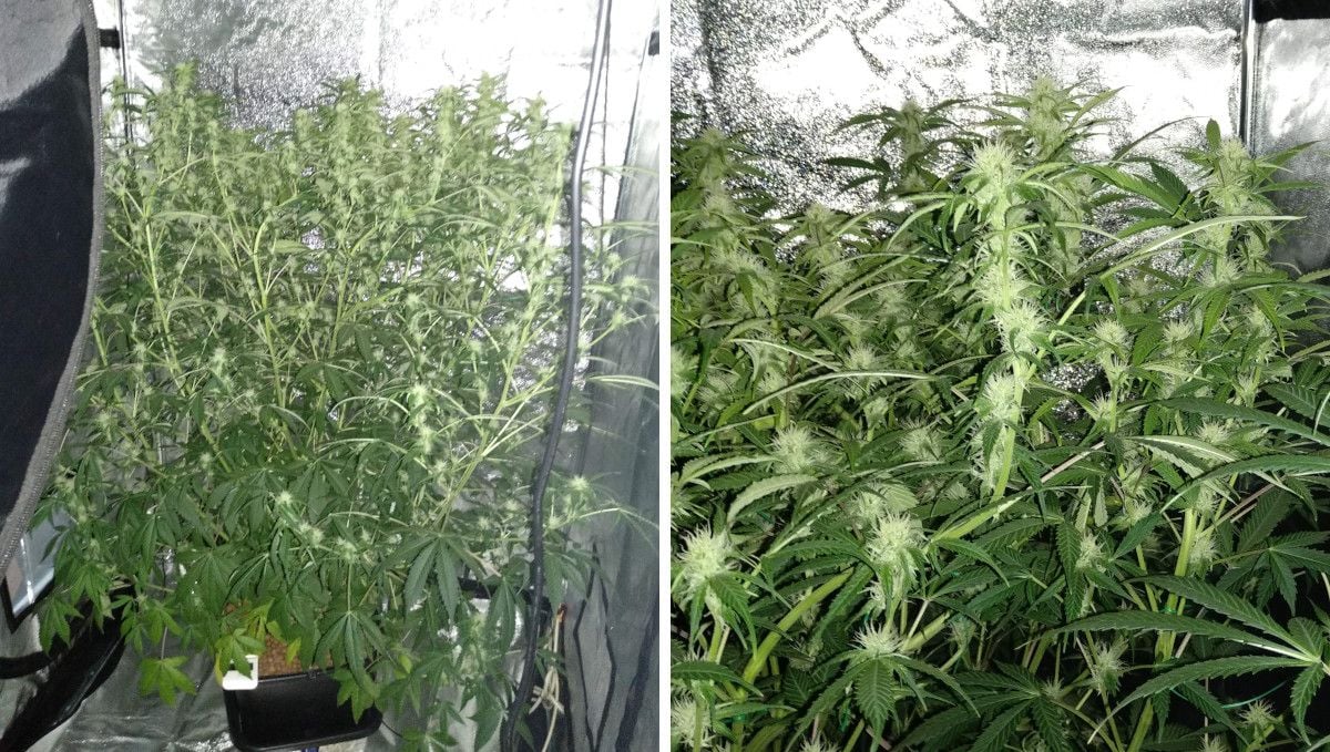 Tangerine Dream Auto Cannabis Strain WeekbyWeek Guide Fast Buds