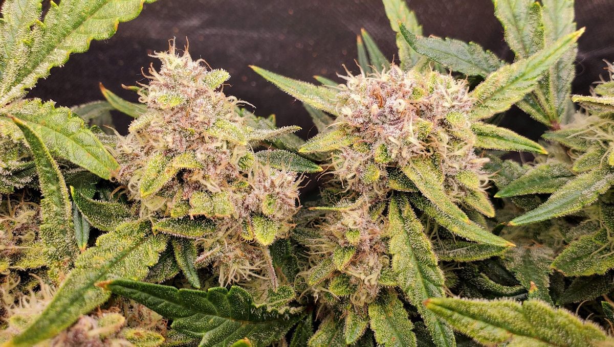 Purple Punch Auto Cannabis Strain Week-by-Week Guide: A closeup of a few mature marijuana colas with a beautiful pinkish purple tint