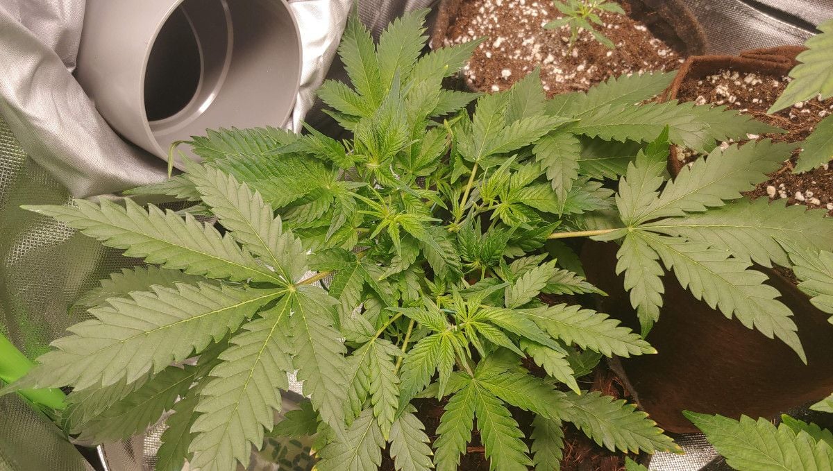 Californian Snow Auto cannabis strain: mid veg | weeks 3-4 | a short, compact young plant with a tendency to bush out