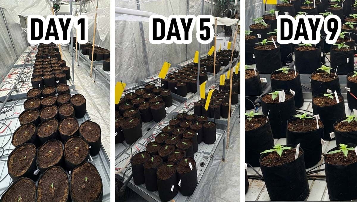 LemonCherryCookies1-9Days.jpg Lemon Cherry Cookies 1 - 9 Days