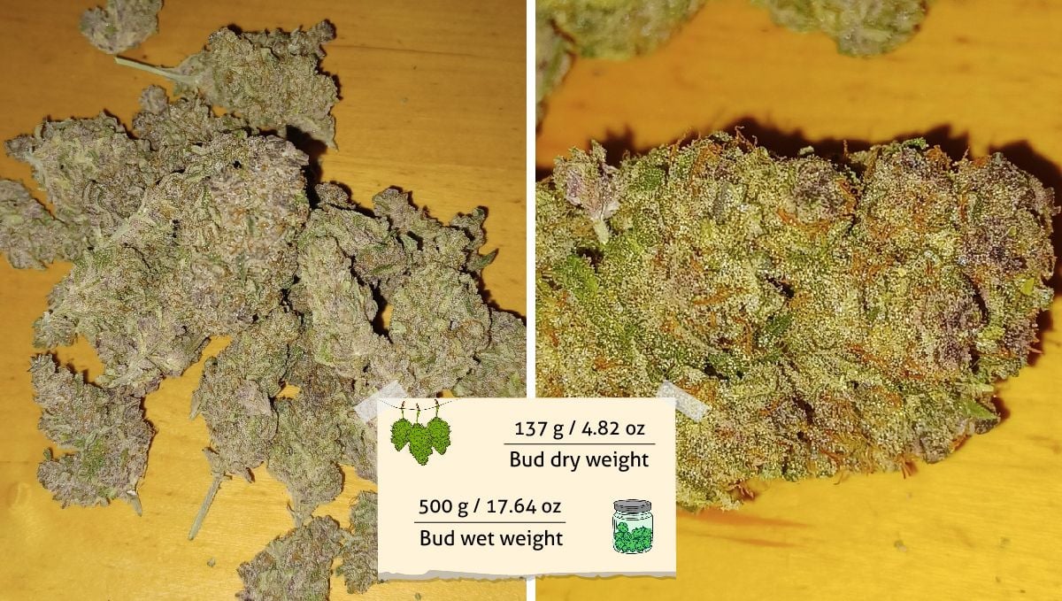 Tropicana Cookies Auto cannabis strain outcome: a heap of dry marijuana buds of different size and a closeup of a chunky bud