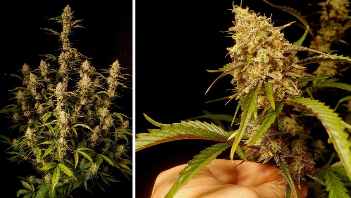 Gorilla Z Auto cannabis strain: mid flower (bulk phase) | weeks 8-9 | a medium-tall autoflower with many long, tight, and frosty colas