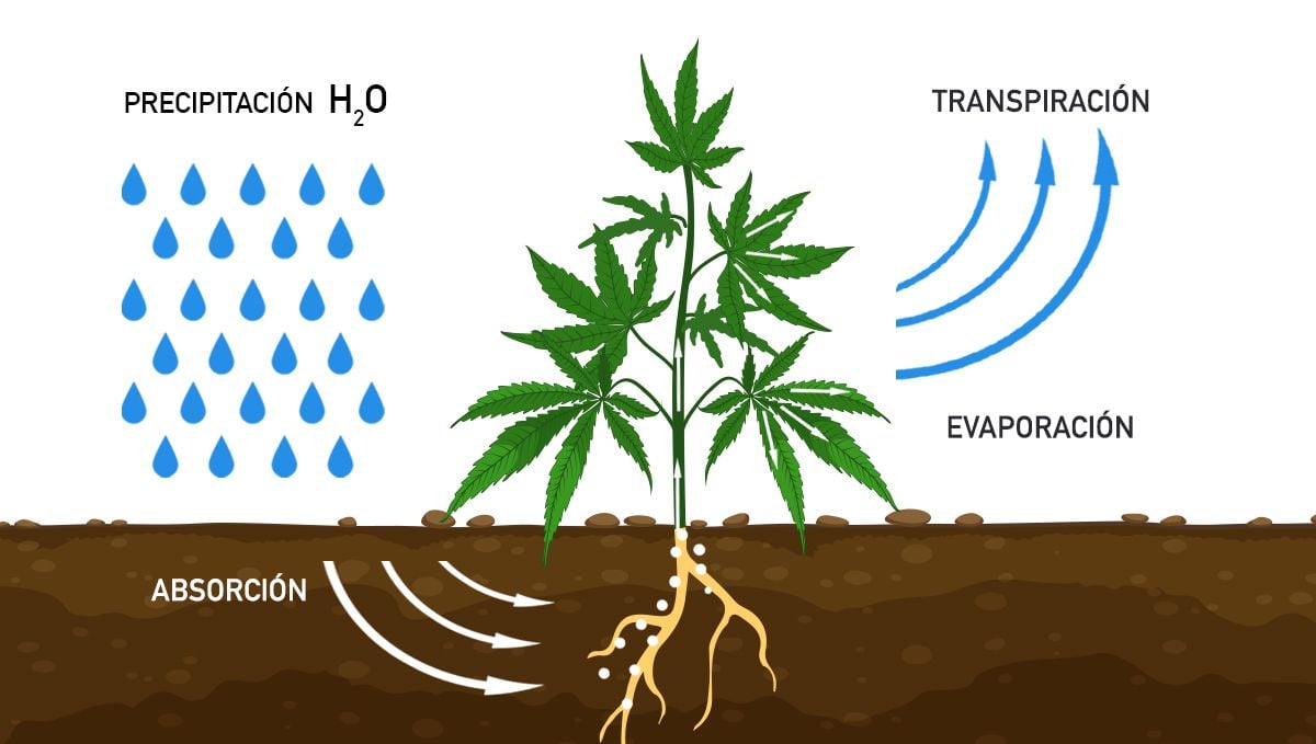 Cómo aumentar los rendimientos del cannabis con CO2: Transpiración