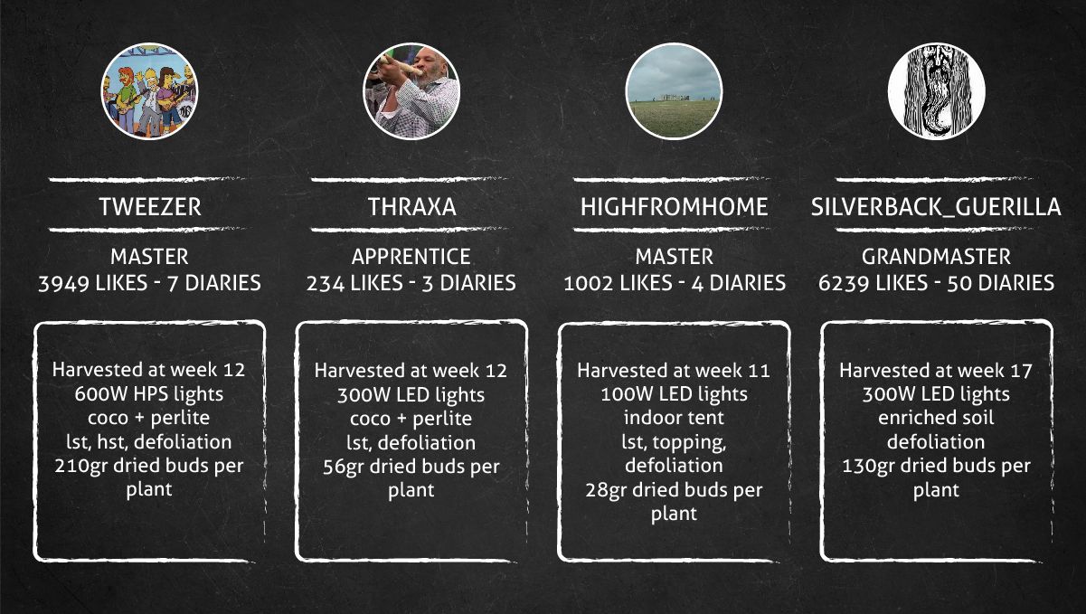 Strawberry Pie Auto Cannabis Strain Week-by-Week Guide: Outcome
