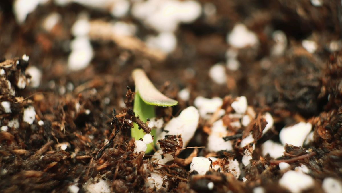 El ciclo de vida de una planta de cannabis autofloreciente: germinación El ciclo de vida de una planta de cannabis autofloreciente: germinación