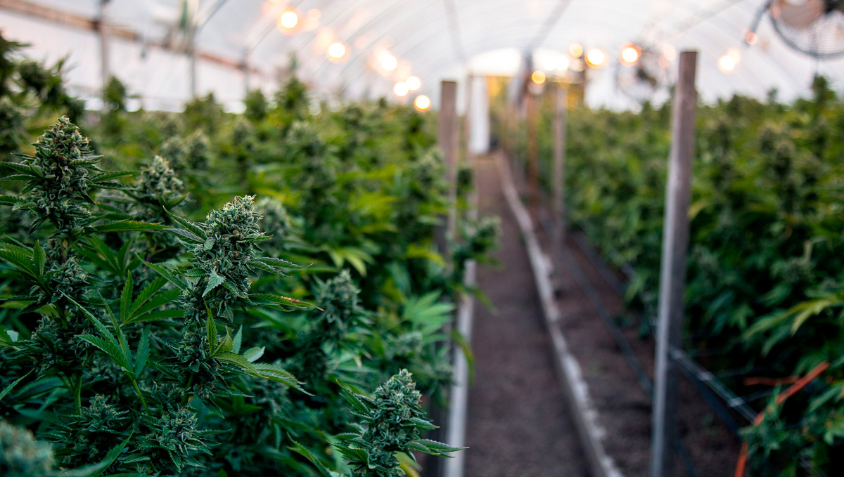 Farmers in California Will Grow Weed Tax-Free Farmers in California Will Grow Weed Tax-Free