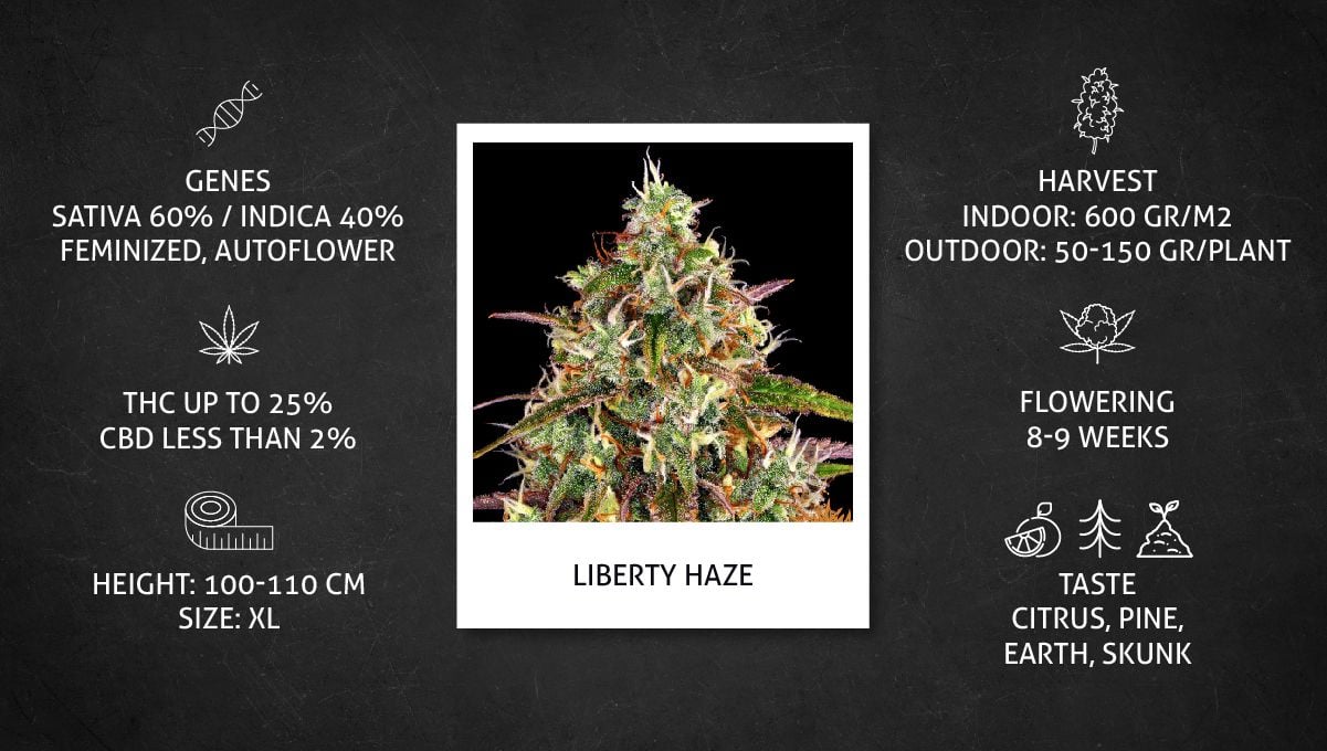 Liberty Haze Cannabis Strain Week-by-Week Guide: Datasheet Liberty Haze Cannabis Strain Week-by-Week Guide: Datasheet