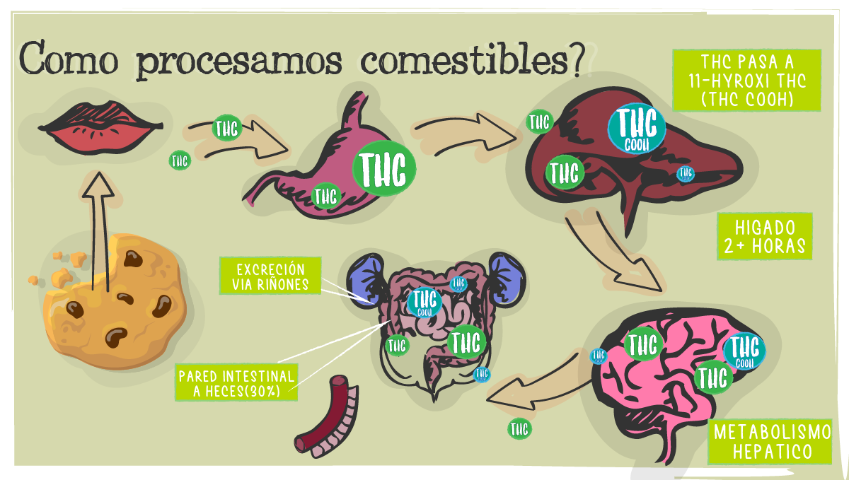 Cuanto dura una colocada de cannabis: comestibles Cuanto dura una colocada de cannabis: comestibles