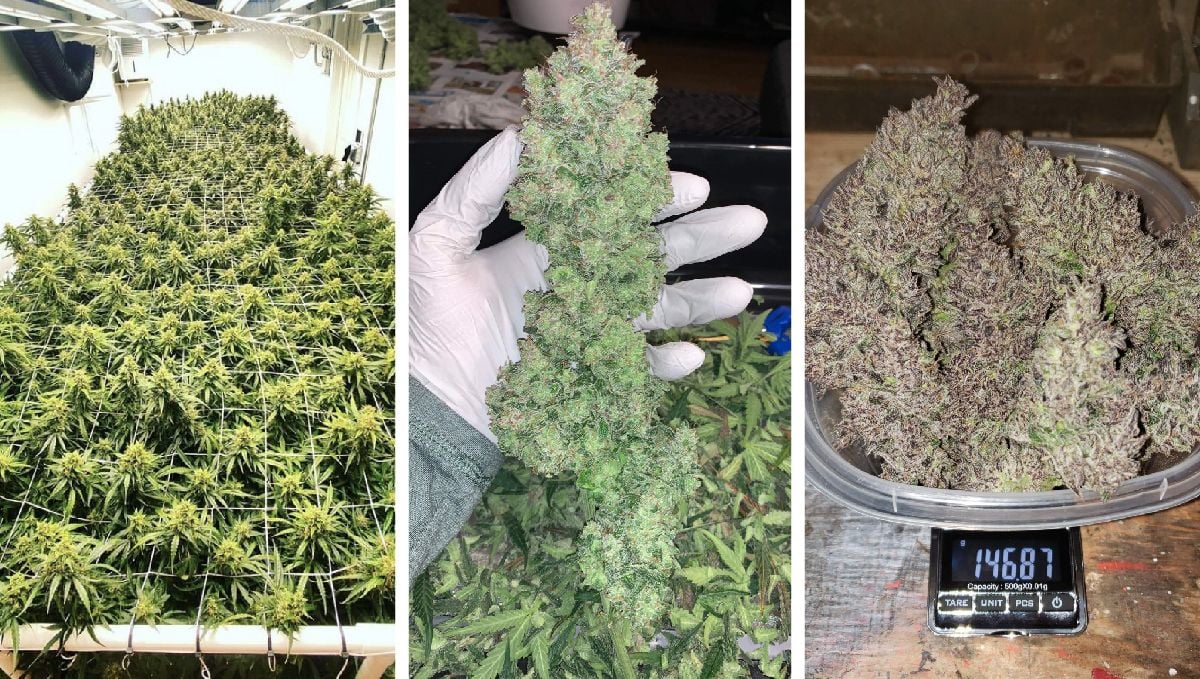 Orange Sherbet Auto garden and harvest pics