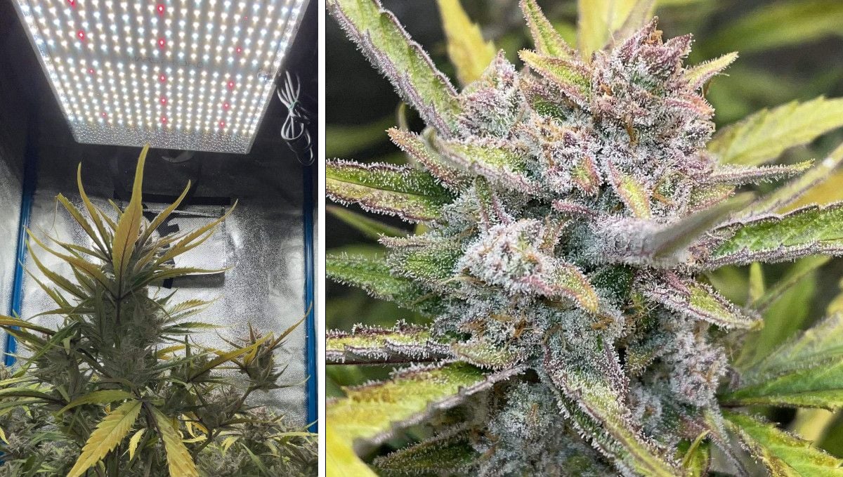 Banana Purple Punch Auto cannabis strain: ripening and harvest | weeks 10- | a weed plant getting sticky under a LED light