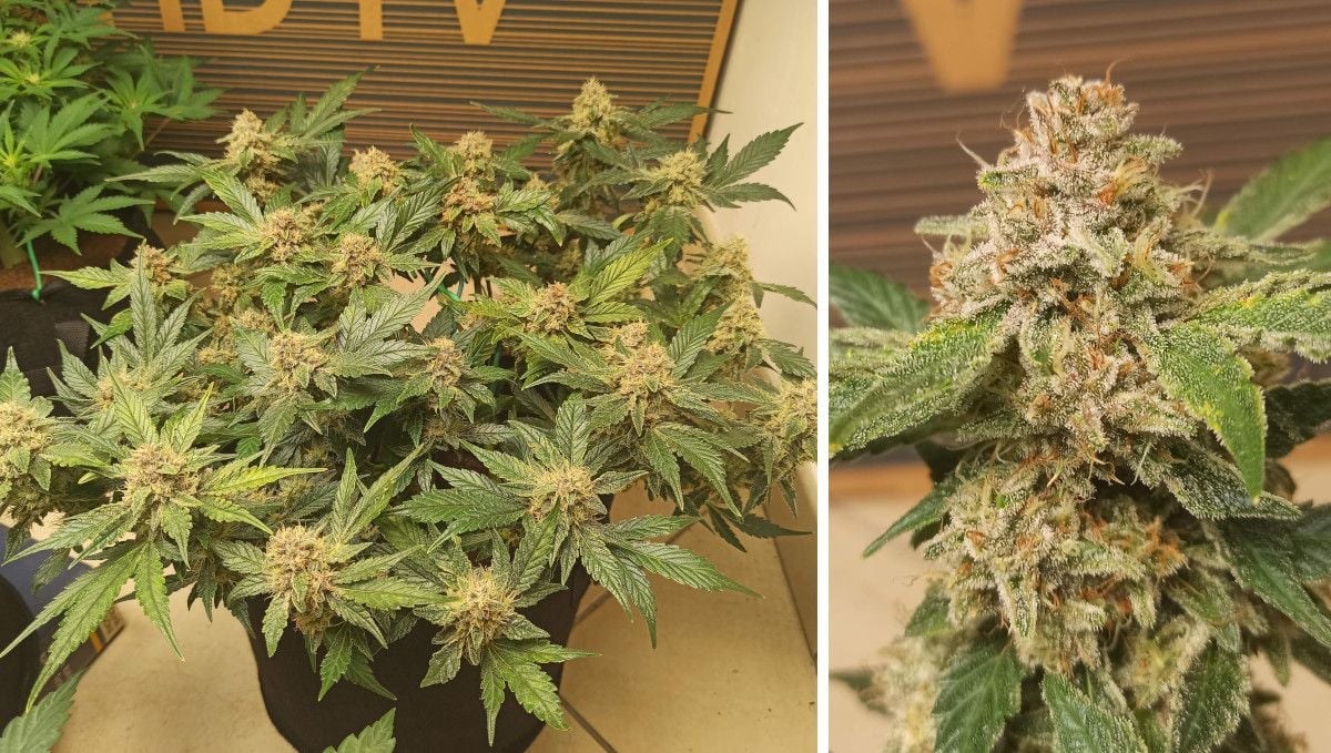 Purple Punch Auto Cannabis Strain Week-by-Week Guide: A side view of a resinous frosty marijuana bush indoors and a closup of an almost mature bud