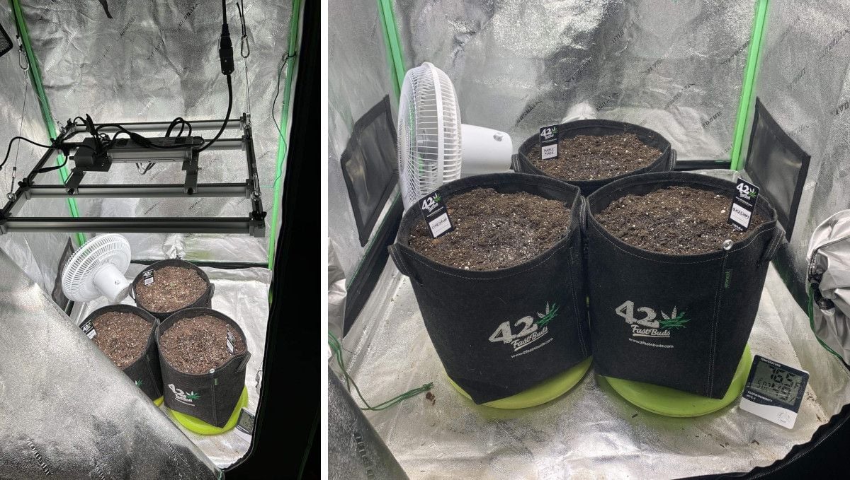 Stardawg Auto cannabis strain: grow set up Stardawg Auto cannabis strain: grow set up