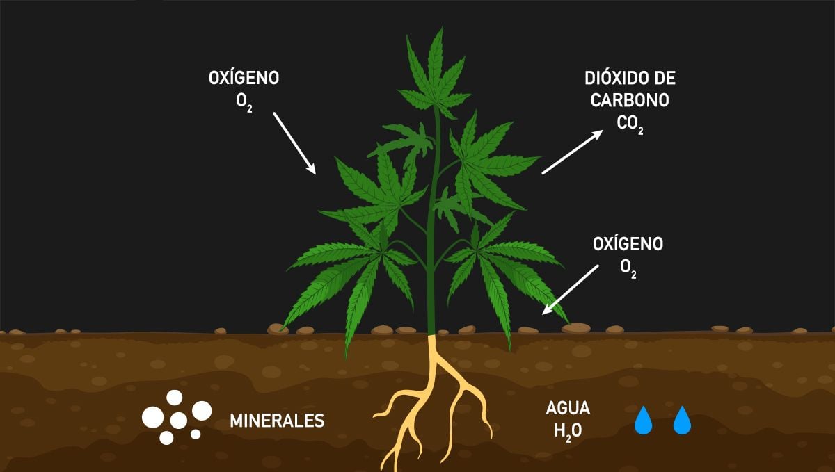 Cómo aumentar los rendimientos del cannabis con CO2: Respiración oscura