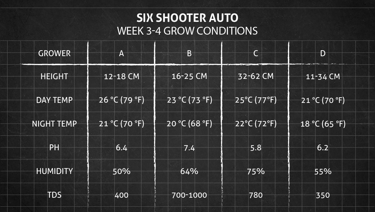 Six Shooter Auto cannabis strain: weeks 3-4 grow conditions