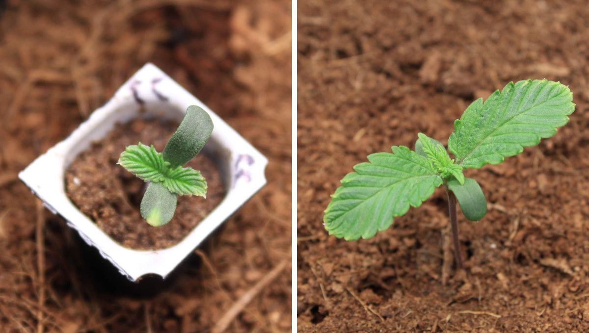 Cream Cookies Auto cannabis strain: germination and seedling stage | week 1 | a tiny seedling sprouted in a small yogurt cup and a 7-day old plant growing in the final pot