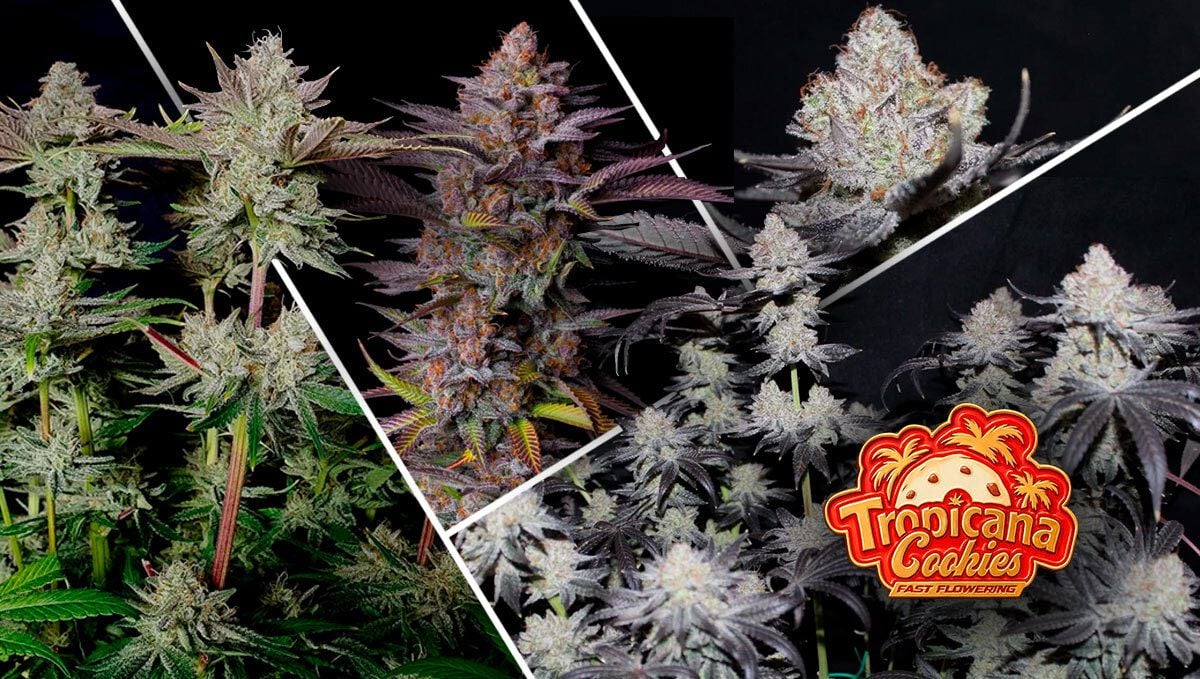 Tropicana Cookies FF