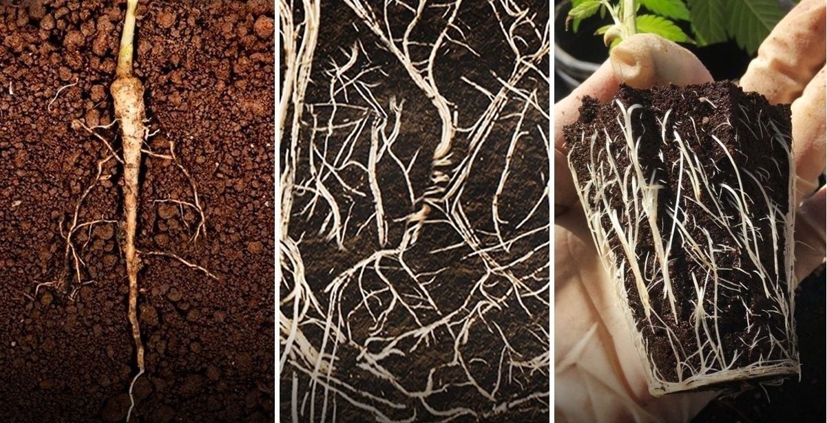 Cannabis Roots: the taproot, fibrous roots, and adventitious roots