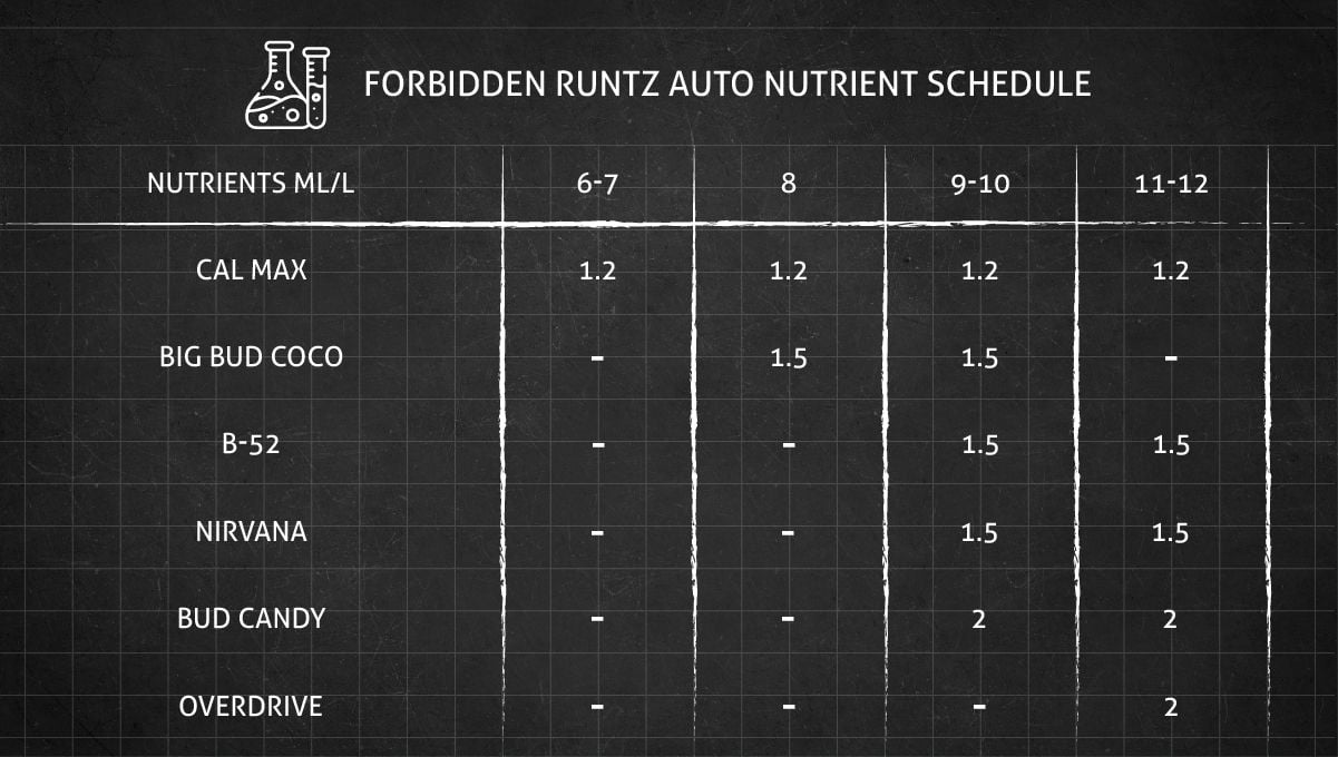Forbidden Runtz Auto Cannabis Strain Week-by-Week Guide: A very simple GHE feeding schedule for cannabis flowering stages - Part 2
