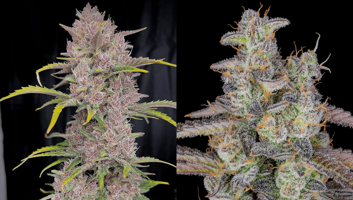 Top 5 best indica autoflower strains: Banana Purple Punch Auto Top 5 best indica autoflower strains: Banana Purple Punch Auto