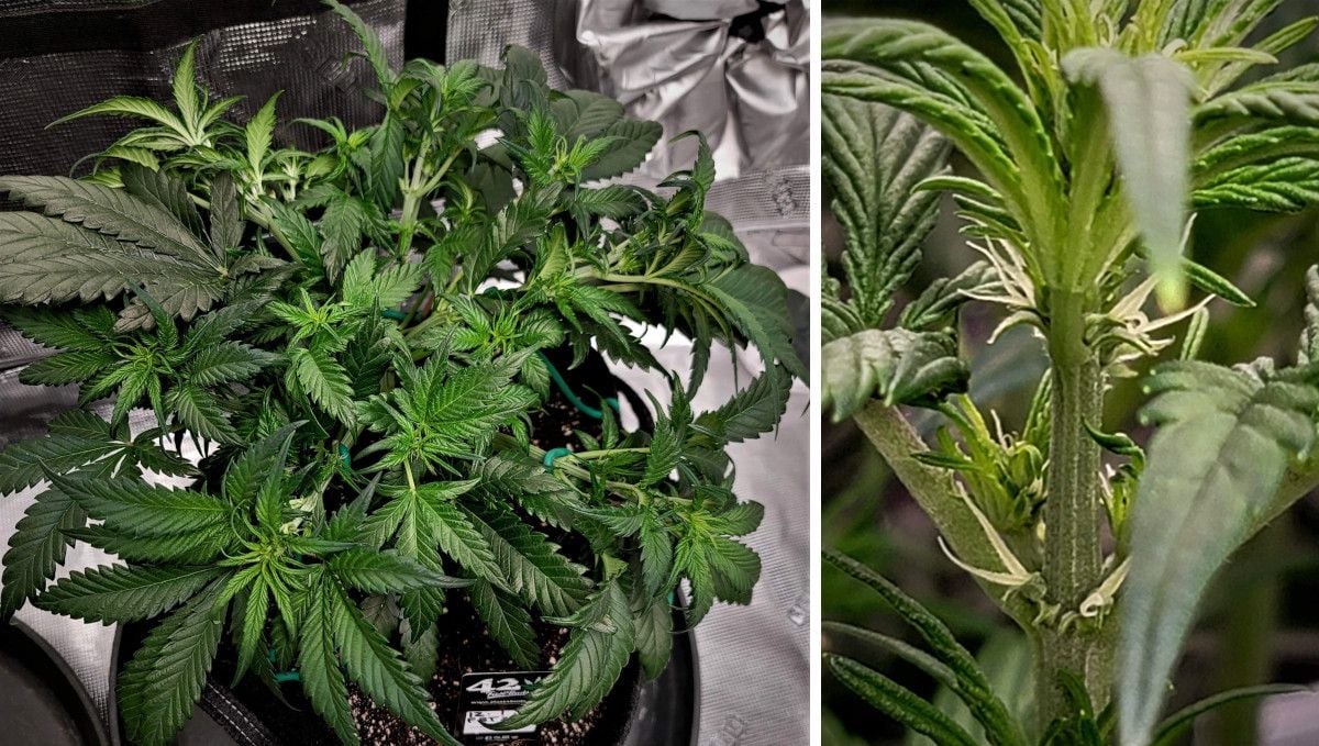 Gorilla Z Auto cannabis strain: transition (pre-flower) | week 5 | a heavily trained small-sized autoflower and the female pistils seen at a middle node