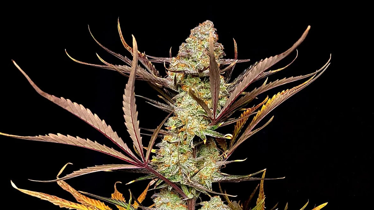 Top 5 highest THC auto: apple strudel auto