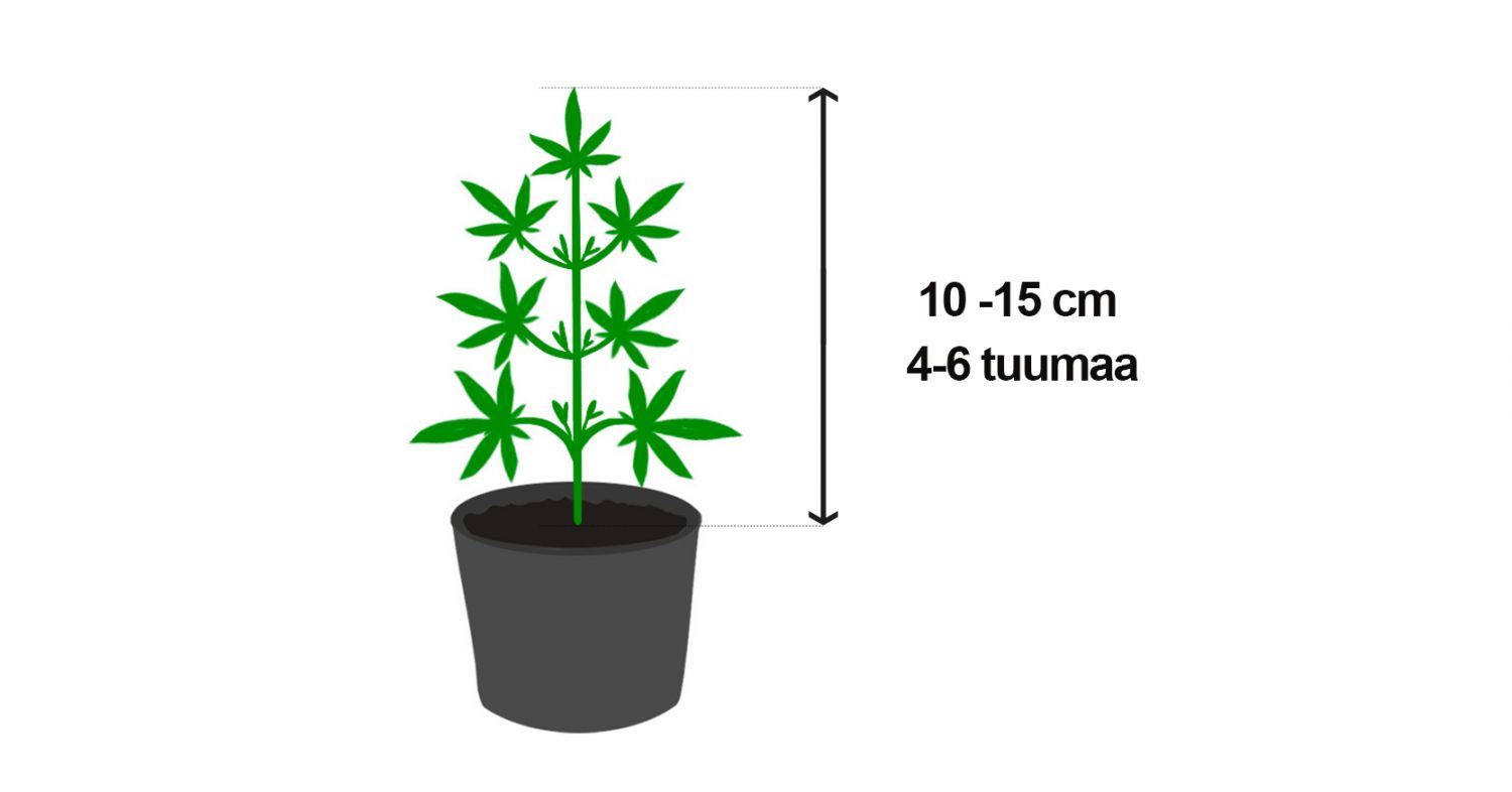Nuori kasvi jonka koulutuksen voi aloittaa Nuori kasvi jonka koulutuksen voi aloittaa