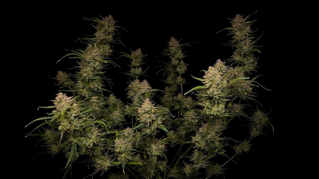 The top 5 fastest autos: guava auto The top 5 fastest autos: guava auto