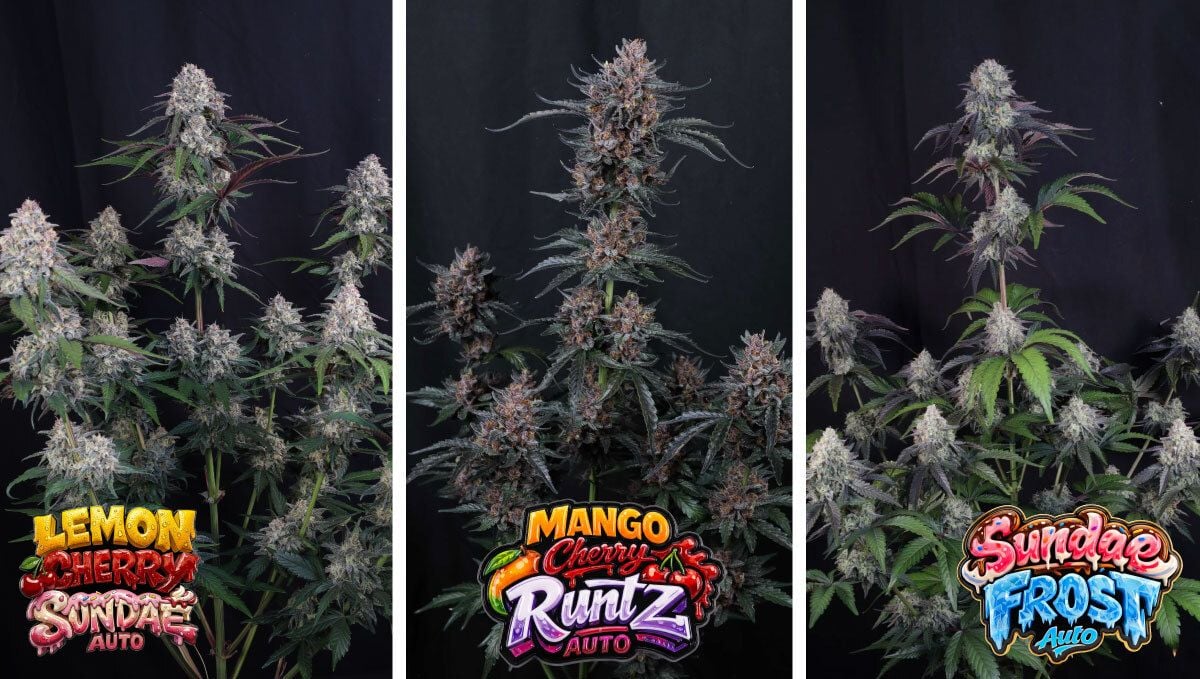 Champions strains