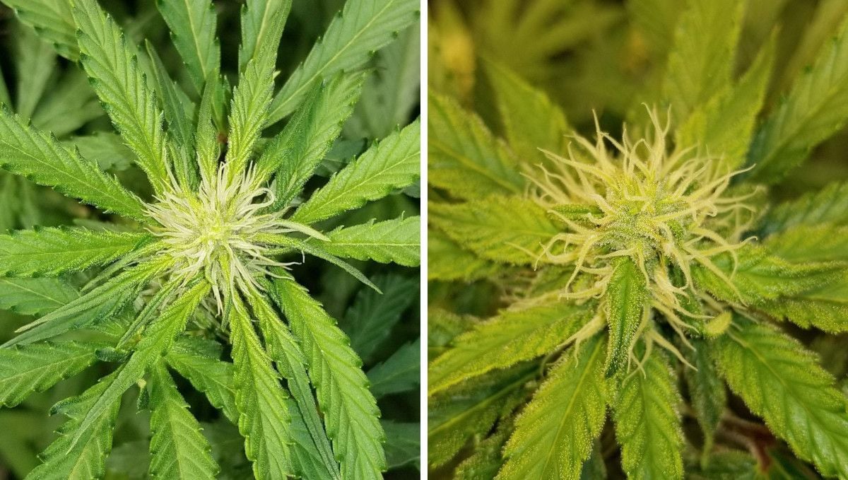 Grapefruit Auto Cannabis Strain WeekbyWeek Guide Fast Buds