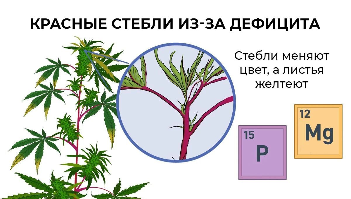 фиолетовый стебель марихуаны